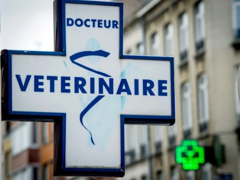 Une croix vétérinaire