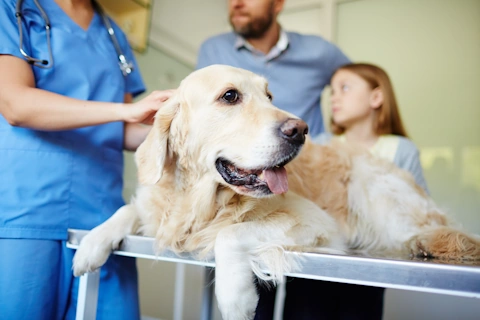 Un chien chez le vétérinaire