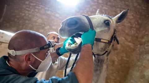 Un vétérinaire ausculte un cheval